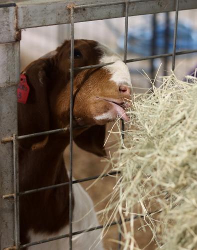 Sexy Red, one of Naomi McPeake's goats, eats hay at her family farm in Crawford last month. McPeake has shown animals at shows for nine years. (SYDNEY JARRARD/THE OGLETHORPE ECHO)