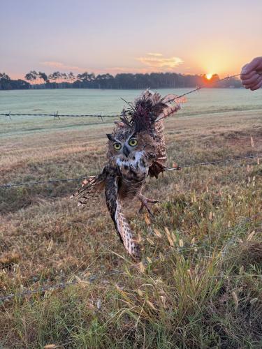 SUBMITTED PHOTO/ A great horned owl was found stuck in a barbed wire fence on Saturday, September 5, 2026 during the opening day of dove season.