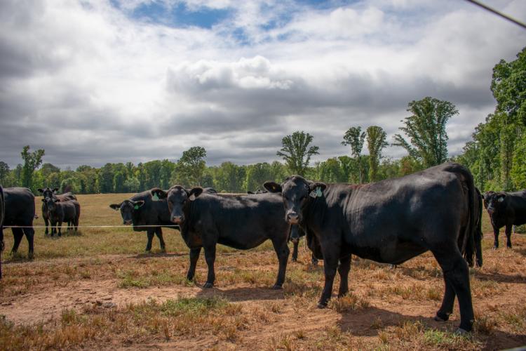 Cattle graze in the pastures at CAM Ranches in Crawford last week. The ranch, which is owned by Andrew McPeake, is home to 20 cows and 75 heifers. (Austin Lathrop/The Oglethorpe Echo)