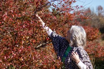 Rhonda Luther reaches for a branch of one of her oldest blueberry plants on the Luthers' blueberry farm in the Bairdstown community. In the fall, the leaves of many of the blueberry plants turn bright red. (Photo/Sarah White)