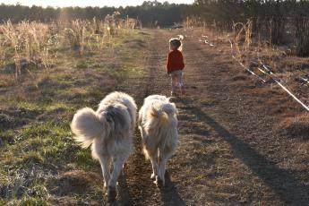 Laura Pallas and Cameron Phillips's daughter, Savannah, runs through the vast produce fields with the family's two dogs. (Kate Hoffman/The Oglethorpe Echo)