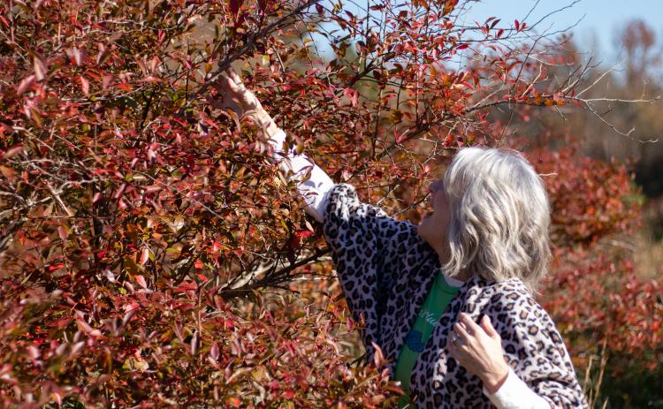 Rhonda Luther reaches for a branch of one of her oldest blueberry plants on the Luthers' blueberry farm in the Bairdstown community. In the fall, the leaves of many of the blueberry plants turn bright red. (Photo/Sarah White)