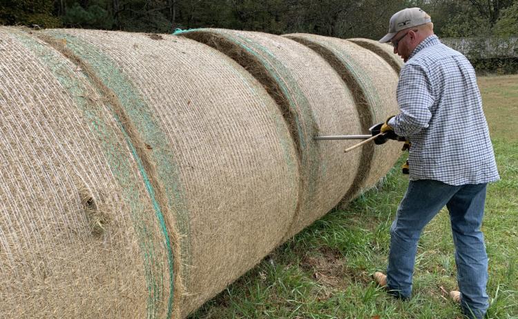Local farmer Andrew Gaines collects a hay sample for UGA laboratory analysis. Testing can determine various factors about the quality of hay. (Submitted Photo)