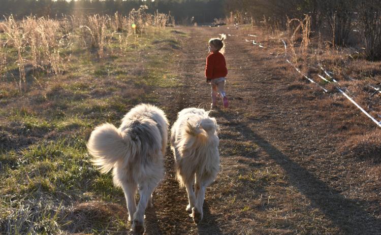 Laura Pallas and Cameron Phillips's daughter, Savannah, runs through the vast produce fields with the family's two dogs. (Kate Hoffman/The Oglethorpe Echo)