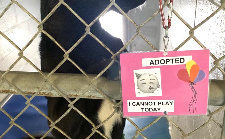 Huggs was off limits on Feb. 12  because he was being prepared  to be adopted by Meaghan and  Jacob Mize. (Jamie Miller/Oglethorpe Echo)