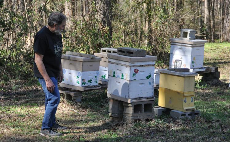 Joe Conti, president of the Oglethorpe County Bee Club, examines several of the 14 hives that he keeps in his backyard. (Elena Westbury/The Oglethorpe Echo)