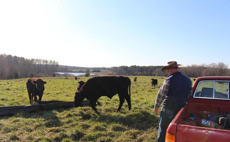 Emmet Overton Cabaniss III let his herd eat native herbs and grasses so he can sell natural, grain-free beef to his customers. (Darden Hearn/ The Oglethorpe Echo)