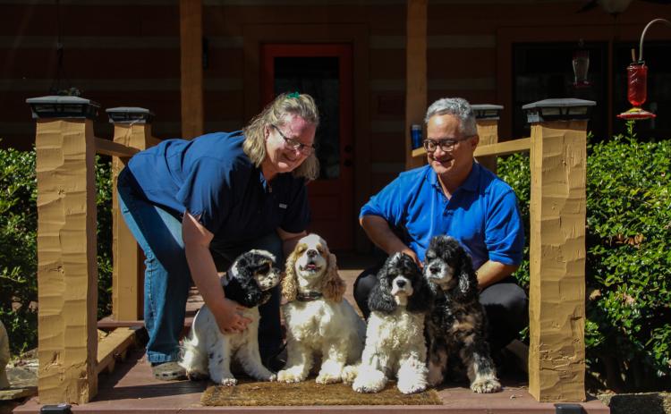 Deborah Torras and Frank Martinez try to get their cocker spaniels Anya (from left), Ralphie, Ryder and Elwood to cooperate at their home at Bright Penny Acres. All of the dogs have at least one championship. (Armani Kardar/The Oglethorpe Echo)
