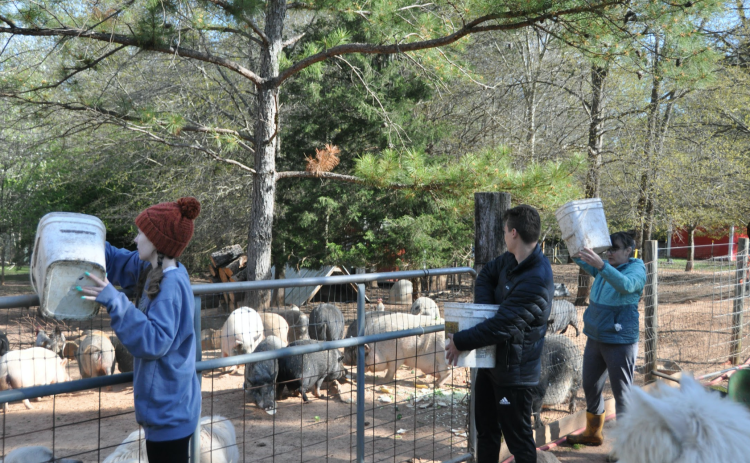 Volunteers dump buckets of food over a fence for pigs at Sweet Olive Farm in Winterville. The farm receives food donations from stores such as Trader Joe's to feed the animals. (Elena Westbury/The Oglethorpe Echo)