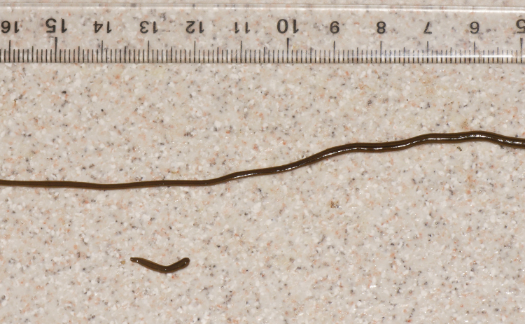 The hammerhead worm is stretched out next to a ruler for size comparison in centimeters (about 7.5 inches). The invasive species has been described as “snake like,” growing up to 12 inches. (Pierre Gros/Wikimedia Commons)