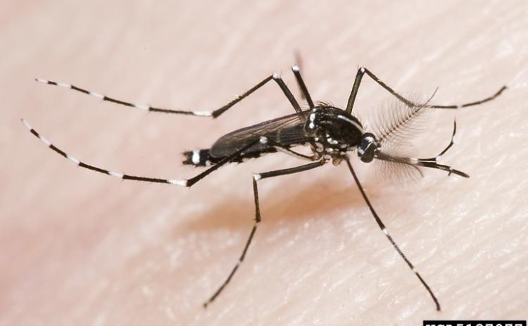 The Asian Tiger mosquito, the most common mosquito species found in Georgia. Mosquitoes are a dangerous pest in Oglethorpe County, responsible for transmitting and spreading multiple po- tentially fatal viruses. (SUSAN ELLIS/BUGWOOD.ORG)