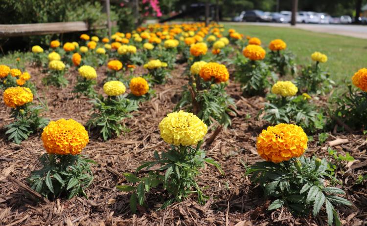 Marigolds planted in Pittard Park. (Photo/Lilly Kersh)