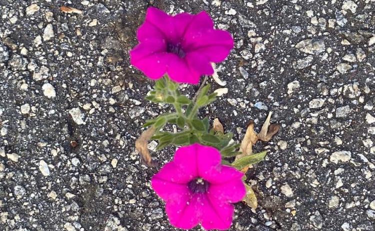 A bright-pink petunia took root in a crack in the asphalt driveway. (Photo/Dink NeSmith)