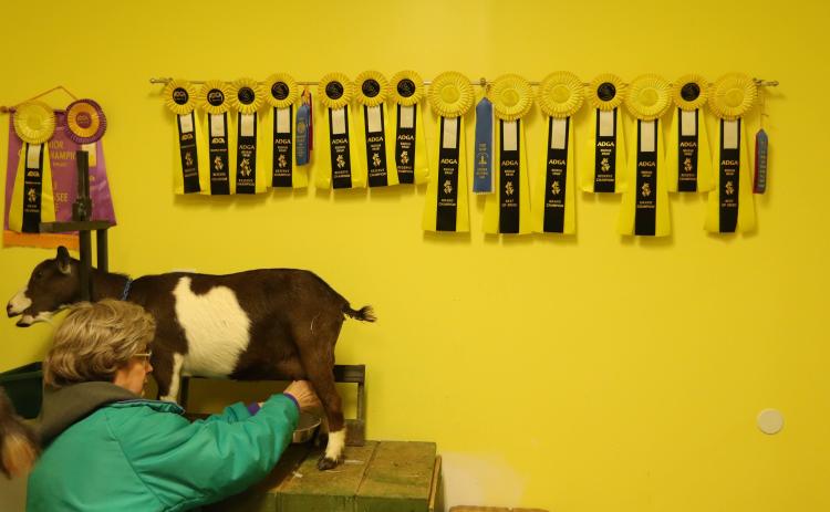 Robbie Buchanan milks one of her Nigerian dwarf dairy goats, Ray, under a string of ribbons at Stillcrazy Farm in Maxeys in March. Buchanan said this week that the farm has 23 goats, and is expecting more during the current kidding season. (Katie Tucker/For The Oglethorpe Echo)