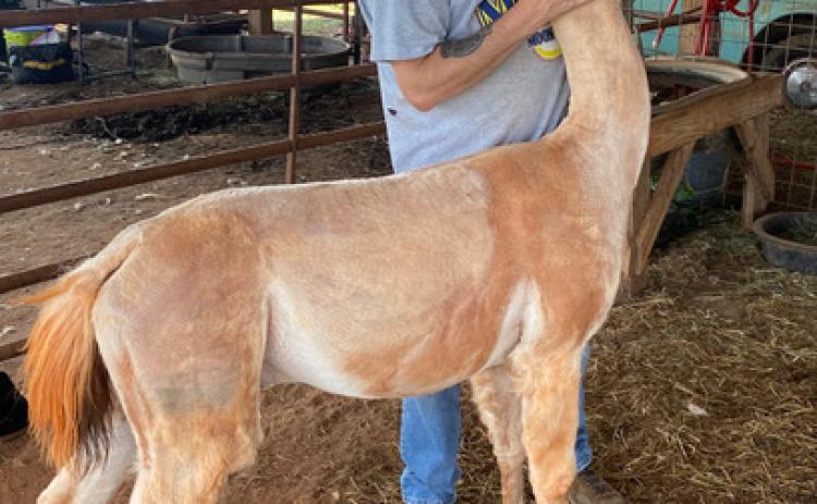 Liam Munroe helps George, the alpha male of the herd, pose for his new summer look. (Dink NeSmith/The Oglethorpe Echo)