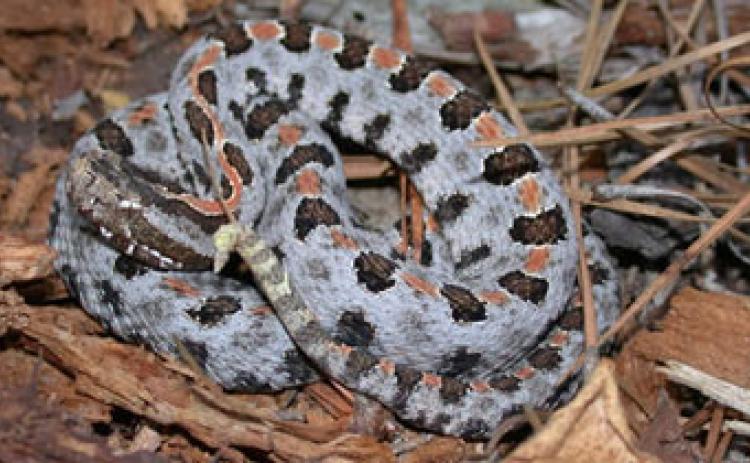 Pigmy rattlesnake (J.D. Willson, SREL/Submitted Photo)