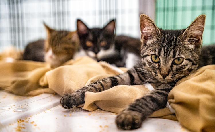 Cats fill the cages at the Madison Oglethorpe Animal Shelter, but outgoing director Andrew Kitchens has helped cut the average length of stays to 30 days. (Photo/Jack Casey)