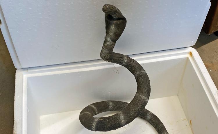 Inside a Styrofoam cooler was a rubber snake that was attached to the top. When you lifted the lid, the fake snake popped up. (Photo/Dink NeSmith)