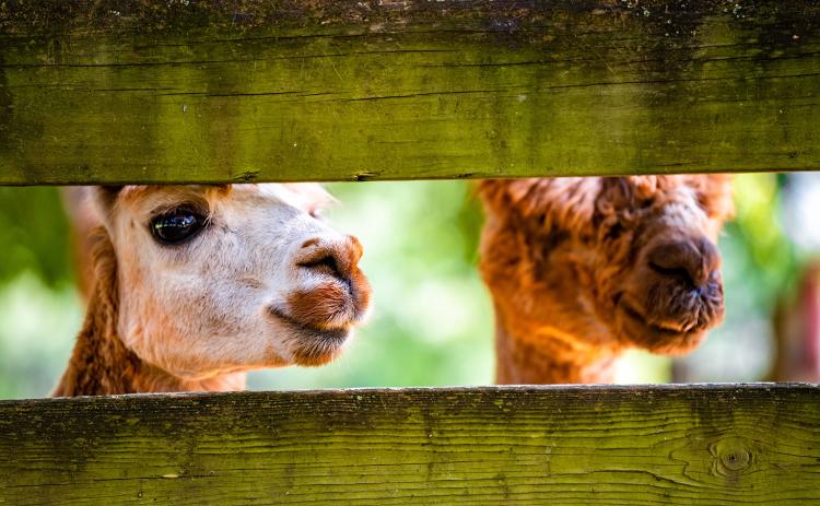 Sweet Cheek Farm in Carlton has taken in llamas, alpacas and a variety of other animals since 2010. (Photo/Jack Casey)