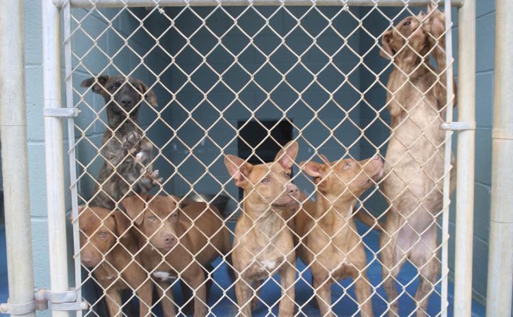 When shelter population goes over capacity, dogs that are compatible are housed together at the Madison Oglethorpe Animal Shelter in Danielsville. (Kennedy Lewis/The Oglethorpe Echo)