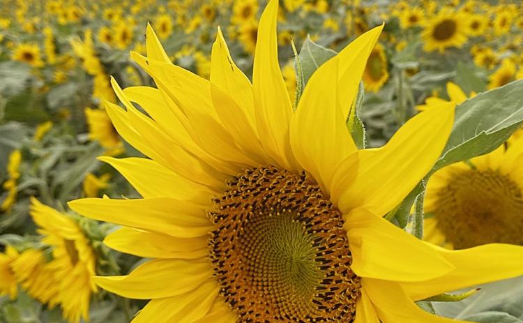 We stagger the planting of Peredovik sunflower  seeds to stretch the enjoyment over several  months. (Photo/Dink NeSmith)