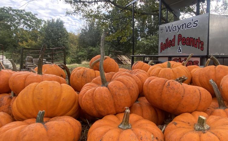 Wayne Loggans is selling pumpkins at his Crawford home every weekday and Saturday until he sells out. Miniature pumpkins, pictured here, are handed out to kids who stop by. (Photo/Ashley Balsavias)
