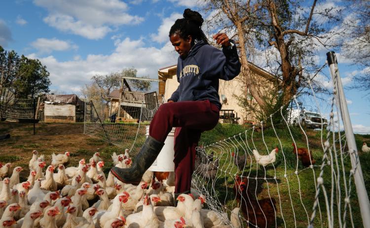 Basil Terhune’s photo series capturing the story of life at Caribe United, Tamita Brown’s farm, was one of two Echo pieces receiving honorable mentions for INN’s Insight Award for Visual Journalism. (Basil Terhune/The Oglethorpe Echo)