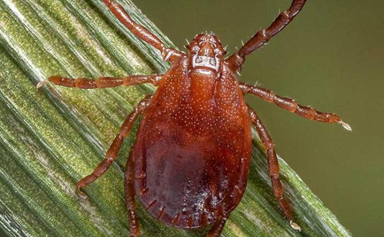 The Asian longhorned tick, which has been reported in several North Georgia counties, is a threat to cattle populations. (Photo/James Gathany/CDC)