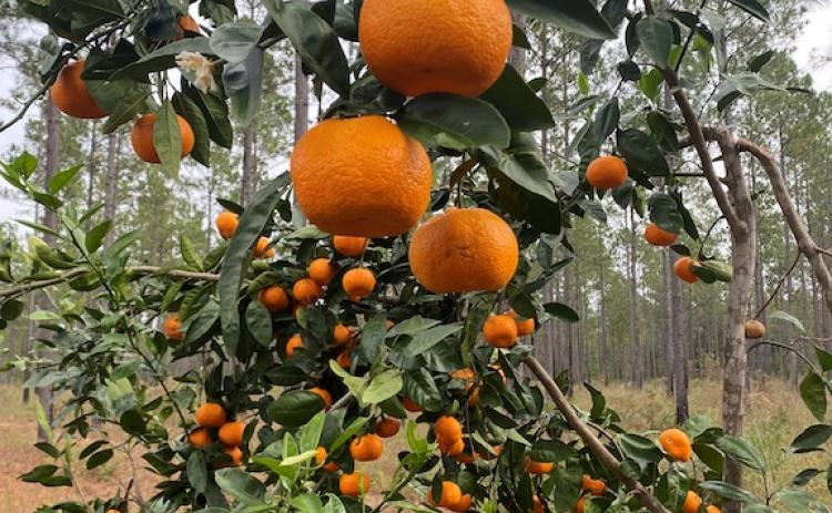 Farmers have discovered that South Georgia’s mild climate is suitable for growing sweet, easy-to-peel Satsuma oranges. Our three trees have thrived next to a pine plantation. (Dink NeSmith/The Oglethorpe Echo)