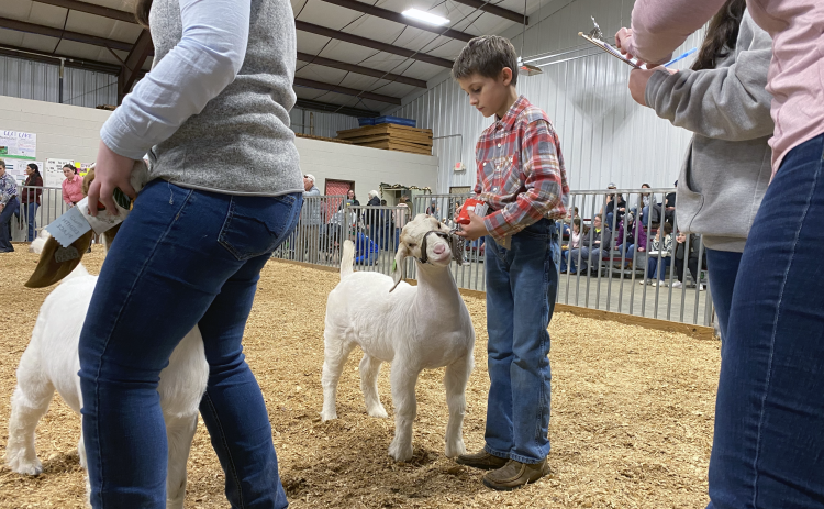 Kade Ruff, a third grader from Elbert County, stands with his goat in the show ring. Students of all ages participated in the OC Christmas Classic Goat Show on Dec. 10. (Erin Kenney/The Oglethorpe Echo)