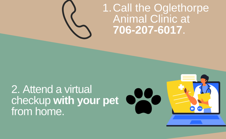 Also, only patients who have been seen in person by Oglethorpe Animal Clinic in the past year can make these appointments. (Graphic/Gianna Rodriguez)