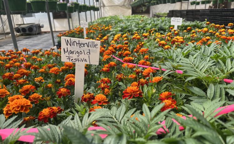 JACK RHODES/THE OGLETHORPE ECHO There are a large variety of flowers and plants at Wolfskin Growers, which is on Double Bridges Road in Winterville.