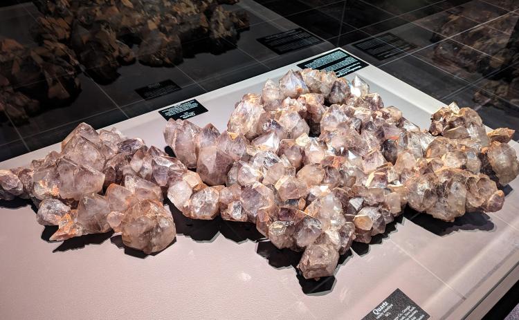 The Muscadines of Oglethorpe, which were discovered on Lewis Sanders’ property in Stephens in 1994, are on display at the Tellus Science Museum in Cartersville, Georgia. (SUBMITTED PHOTO)
