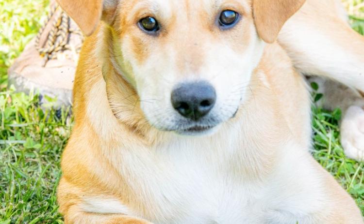 Lizzie, a 1-year-old yellow lab mix that has been spayed, microchipped and is current on her vaccines, has been at the Madison Oglethorpe Animal Shelter for more than 72 days. (SUBMITTED PHOTO)