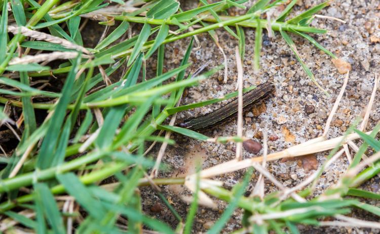 Georgia has seen record outbreaks of fallarmy worms this season. Armyworms destroy grass crops over large areas. (Cricketsblog/ For Oglethorpe Echo))